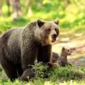 Настървен мечок прекоси 3 граници, за да си намери женска