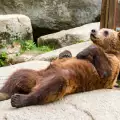 Мечокът-беглец Митко вдигна на крак зоопарка в Димитровград