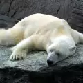Почина Артуро - най-тъжният мечок в света