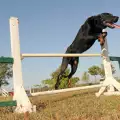 Кучетата и прескачането на препятствия