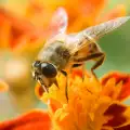 Какви цветя избират пчелите