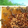Учени с нова теория за изчезването на пчелите