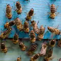 Как да се справим с агресивни пчели