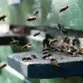 Пчелите си разменят ругатни като се блъскат една в друга