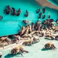 Как пчелният подмор помага за отслабване?