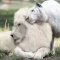Вижте уникалните бебета, родени от любовта между лъв и тигрица