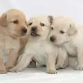 Най-популярната порода куче е лабрадор ретривър