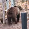 Оперират по спешност мечка от парка над Белица