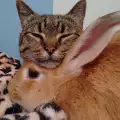 Това чудато приятелство между котето Бела и зайчето Попи ще ви умили