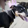 Възрастно куче получи най-хубавия подарък за 15-тия си рожден ден (СНИМКИ)
