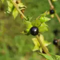 Отровни горски плодове