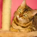 По колко котенца ражда бенгалската котка?