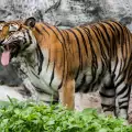 Нов зоопарк отваря врати догодина в Пловдив