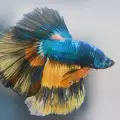 Най-красивите и цветни видове декоративни рибки