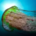 Медузите впръскват отровата си с рекордна скорост