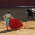 Why Do Bulls Charge When They See the Color Red?
