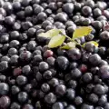 Bilberries - the Most Potent Antioxidant