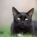 Име за черна котка