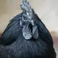 Айам Кемани - черната кокошка, носеща щастие