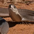 Най-смъртоносните змии в света