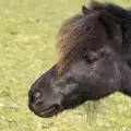 Бежанец поруга пони в зоопарк! Арестуваха го
