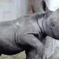 Изключително рядък черен носорог се роди в Австралия