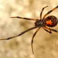 Мъжките паяци също изпитват удоволствие от секса