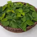 Народна медицина с листа от къпина