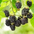 How are Blackberries Stored?
