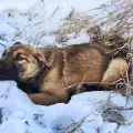 Спасиха блъснато кученце, прекарало 12 часа в снега