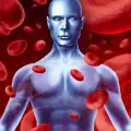 How Much Blood is in the Human Body?