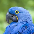 Най-красивите едри папагали