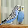 Най-красивите дребни папагалчета