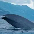 Най-големите бозайници на планетата