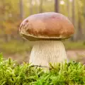 How to Identify Porcini Mushrooms?