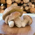How to Cut Porcini Mushrooms?
