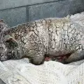 Умиращо прасенце претърпя невероятна трансформация