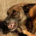 Разстреляха кучетата на фамилия Пидови в Банско