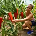 Как да си засадим пипер