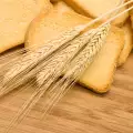 Пшеничният хляб може да ни убие