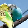 Характер и поведение на вълнистите папагалчета
