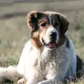 Български породи кучета