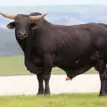 Съвети при избора на бик за разплод
