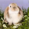 Колко големи стават декоративните зайци?