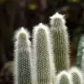 Засаждане и отглеждане на кактус на Щраус