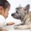 Кучетата напълно разбират емоциите ни