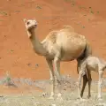 Невероятно! За пръв път в Ловешкия зоопарк се роди камилче