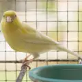 Грижи за канарчетата преди брачния период