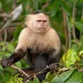 Капуцини - всичко за широконосите маймуни