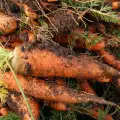 Болести и вредители по морковите и борбата с тях